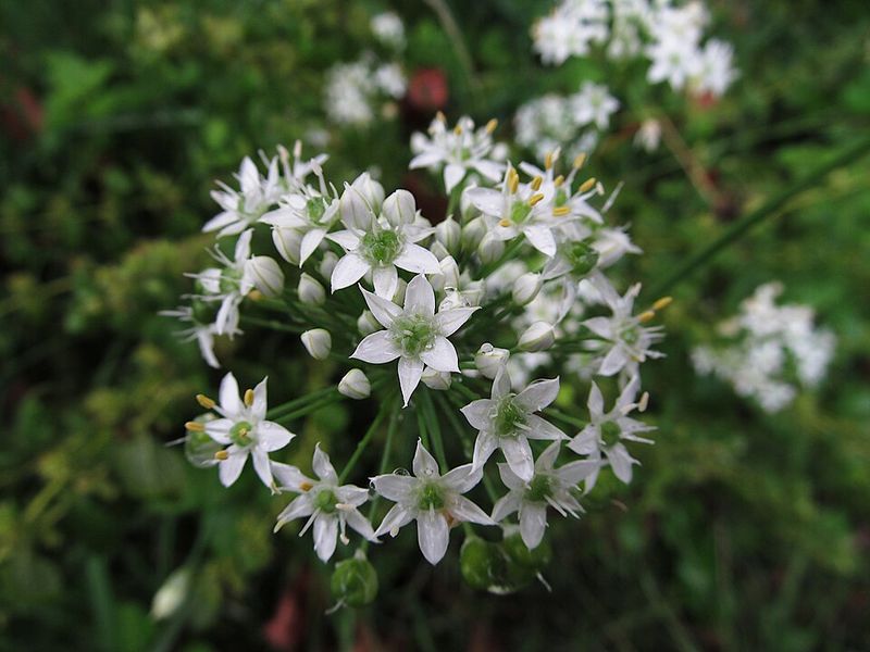 Garlic Chives Offer Edible Blooms And Onion-Garlic Scent