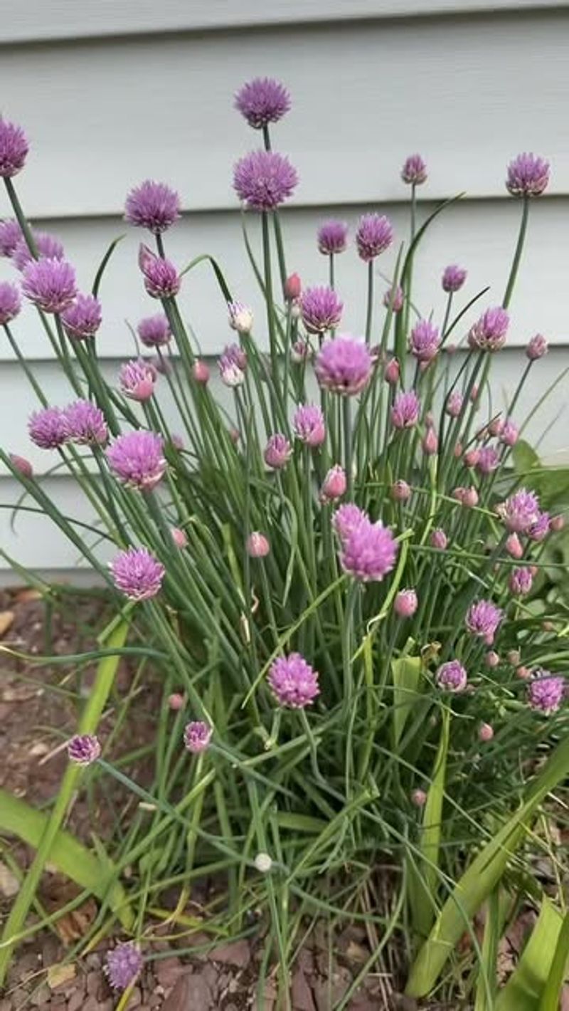 Garlic Chives Garlic Chives