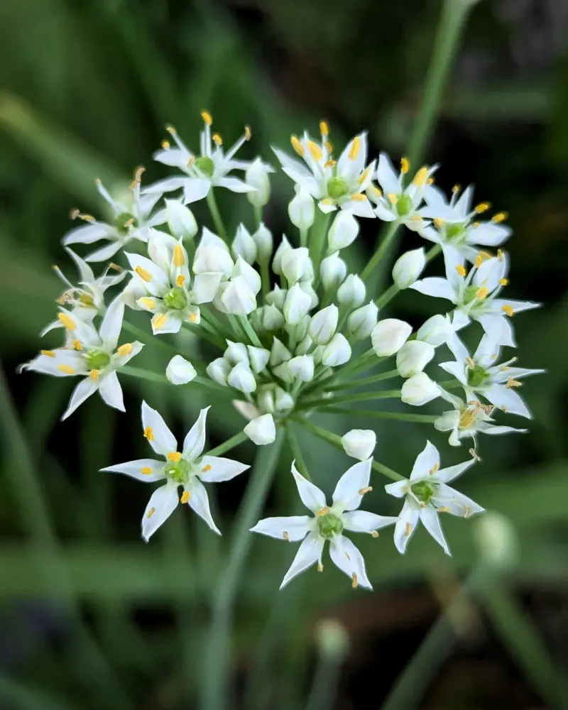 Garlic Chives