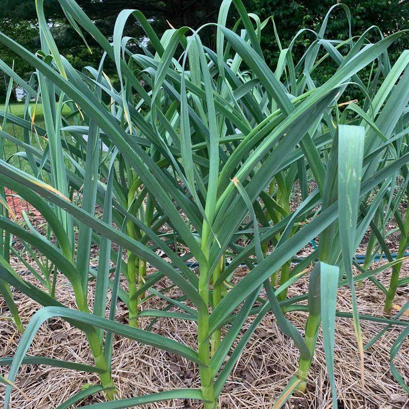 Garlic Creates A Strong Scent Barrier Around Roses