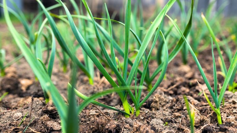 Garlic Helps Keep Tomato Beds More Diverse And Productive