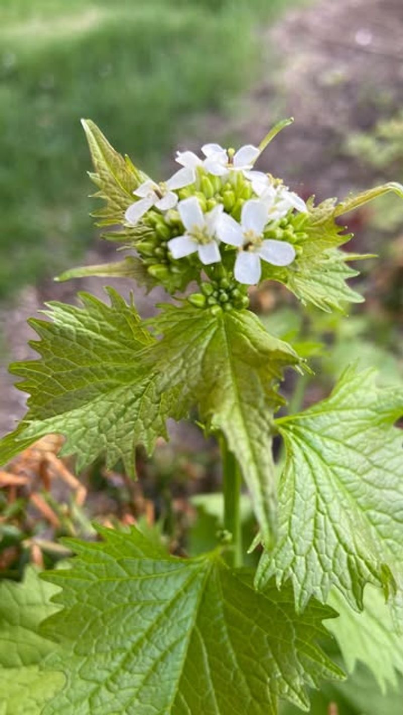 Garlic Mustard