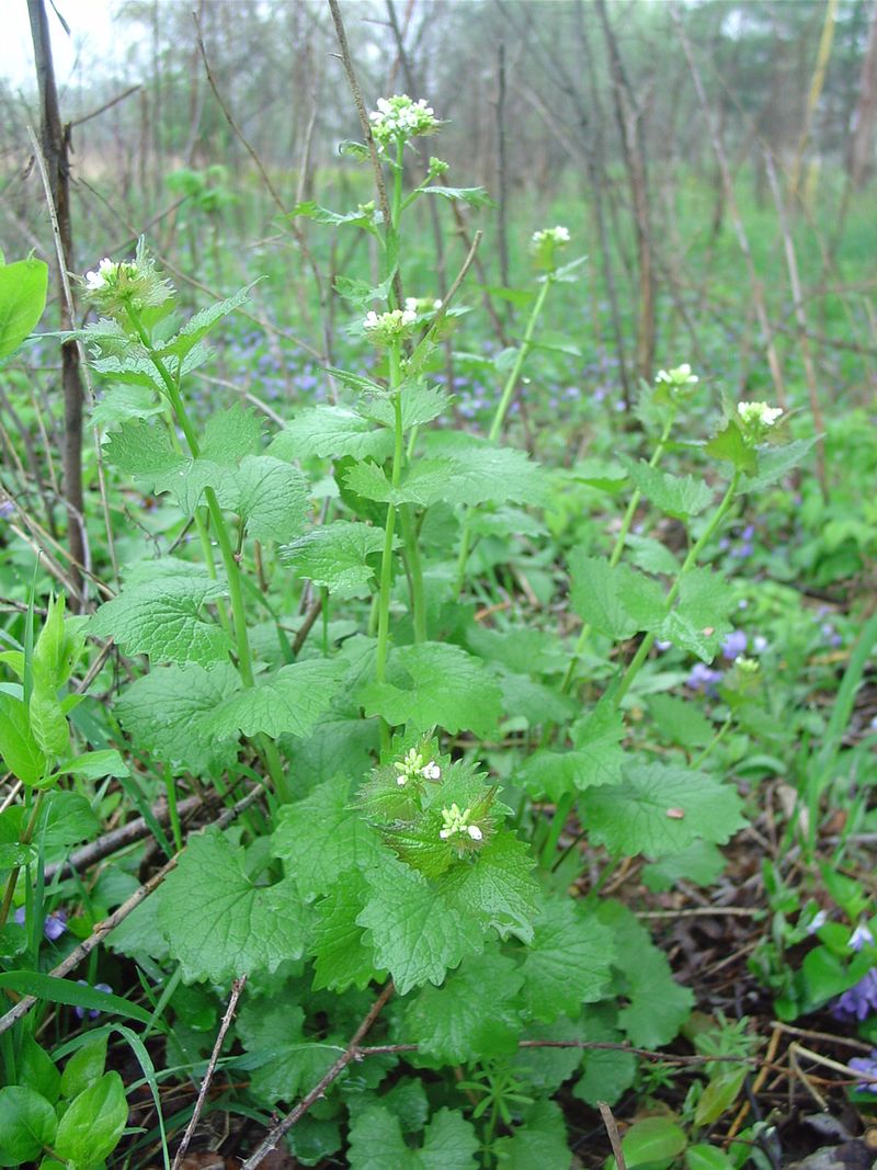 Garlic Mustard Garlic Mustard