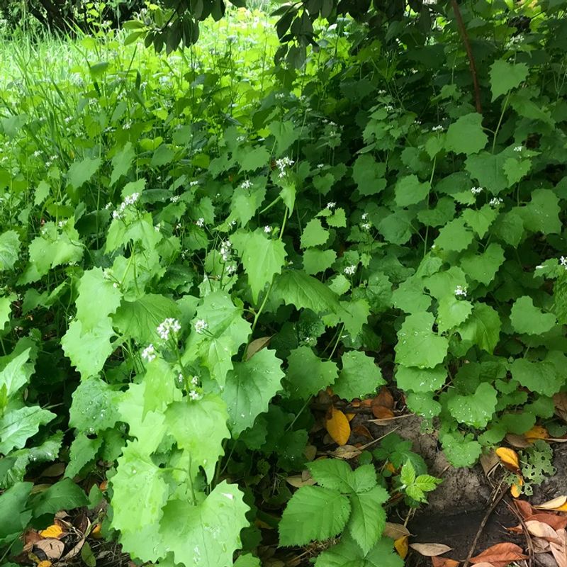 Garlic Mustard Is Moving Through Oregon Woodlands