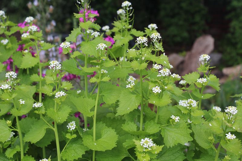 Garlic Mustard