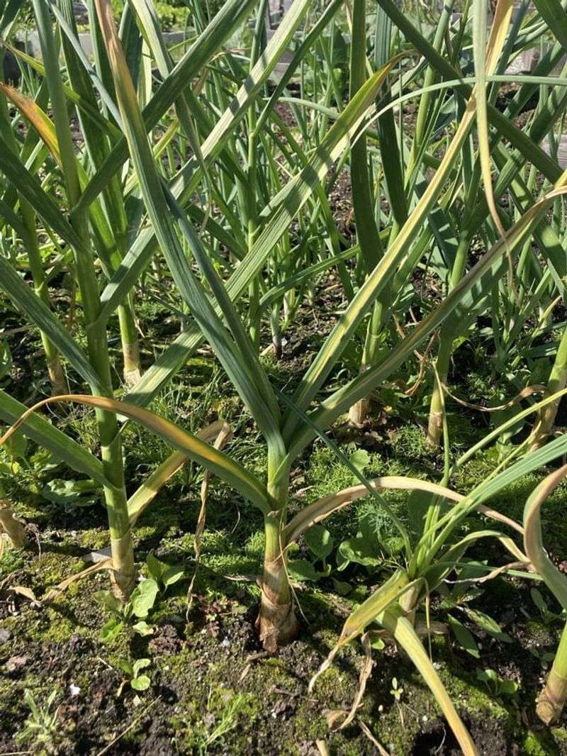 Garlic Produces Compounds That Repel Certain Pests