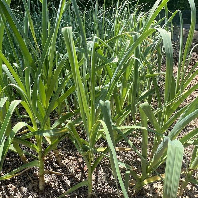 Garlic Scent Lingers Near Tender Vegetables Garlic Scent Lingers Near Tender Vegetables