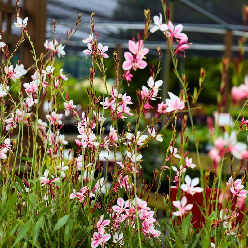 Gaura Blooms Lightly For A Long Season