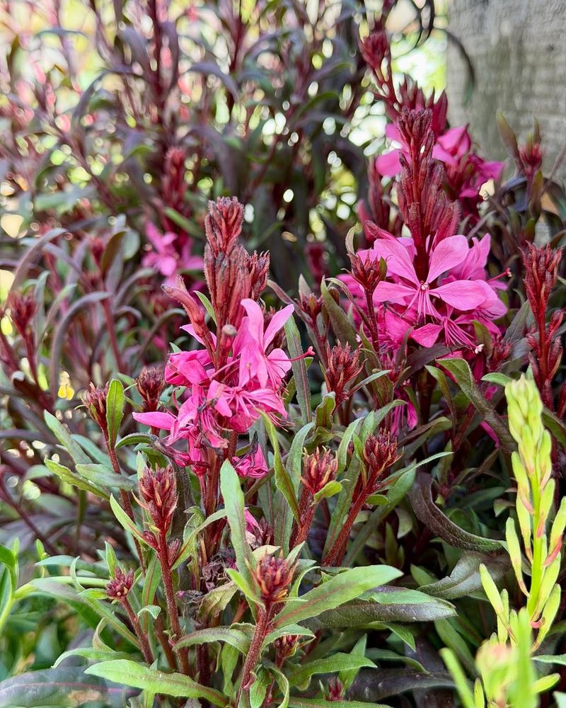 Gaura Fills Out Once Spent Stems Are Removed