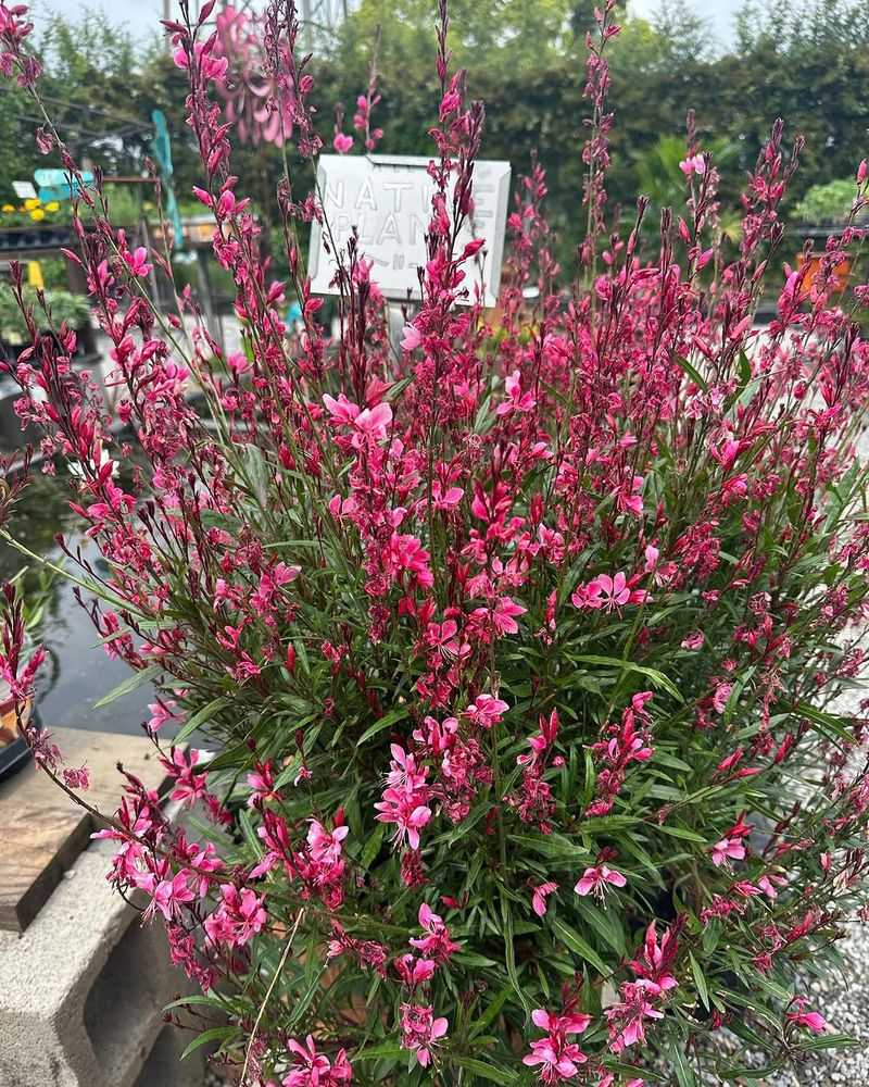 Gaura Keeps Flowering During Long Hot Weather Stretches