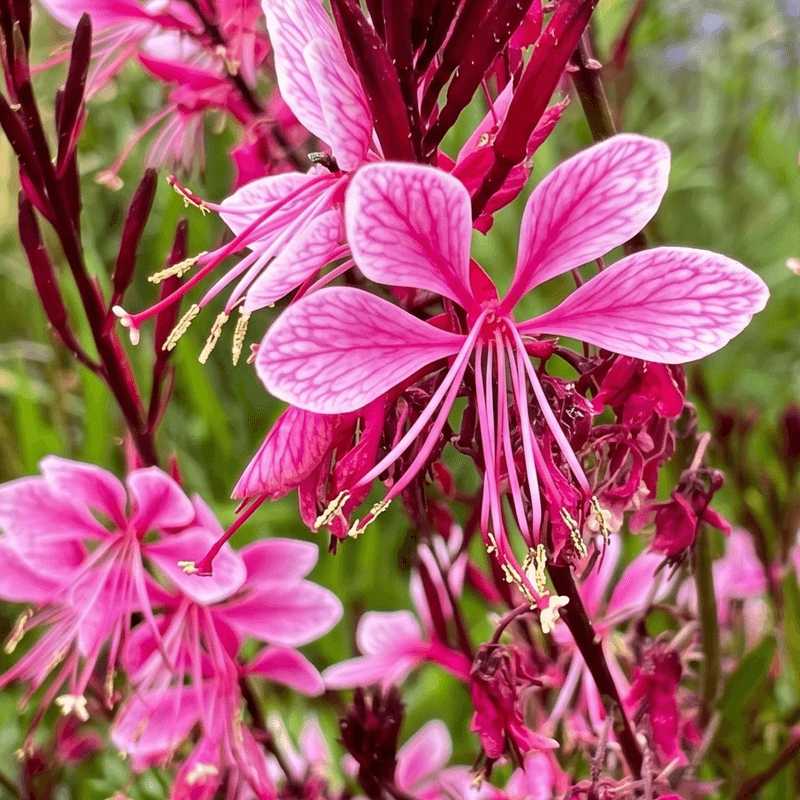 Gaura Keeps Pink Flowers Dancing Through Dry Weather