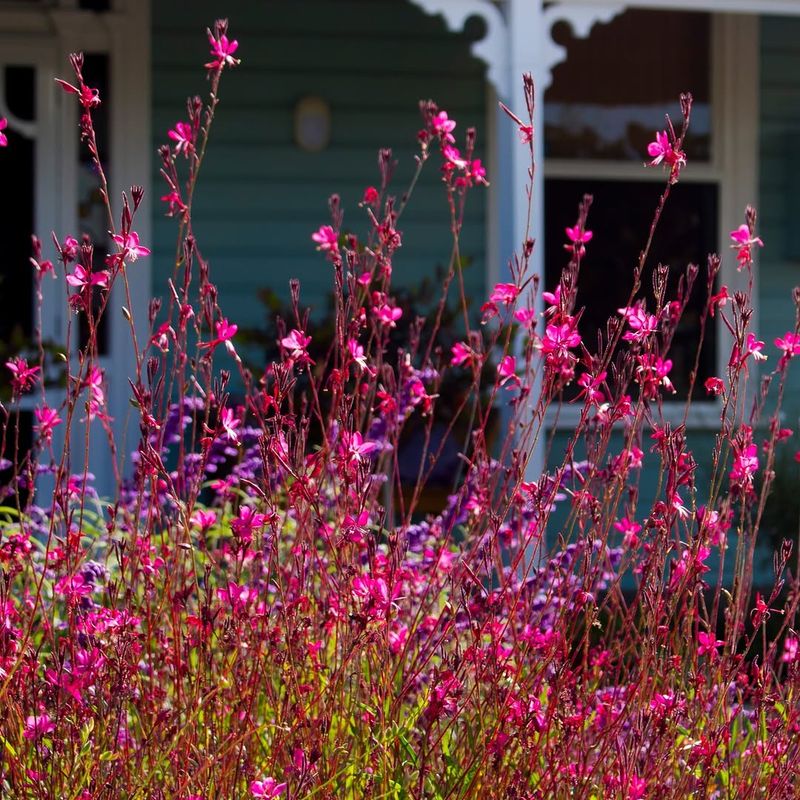 Gaura Produces Airy Blooms From Spring Well Into Fall