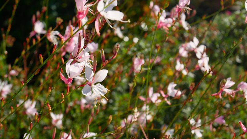 Gaura