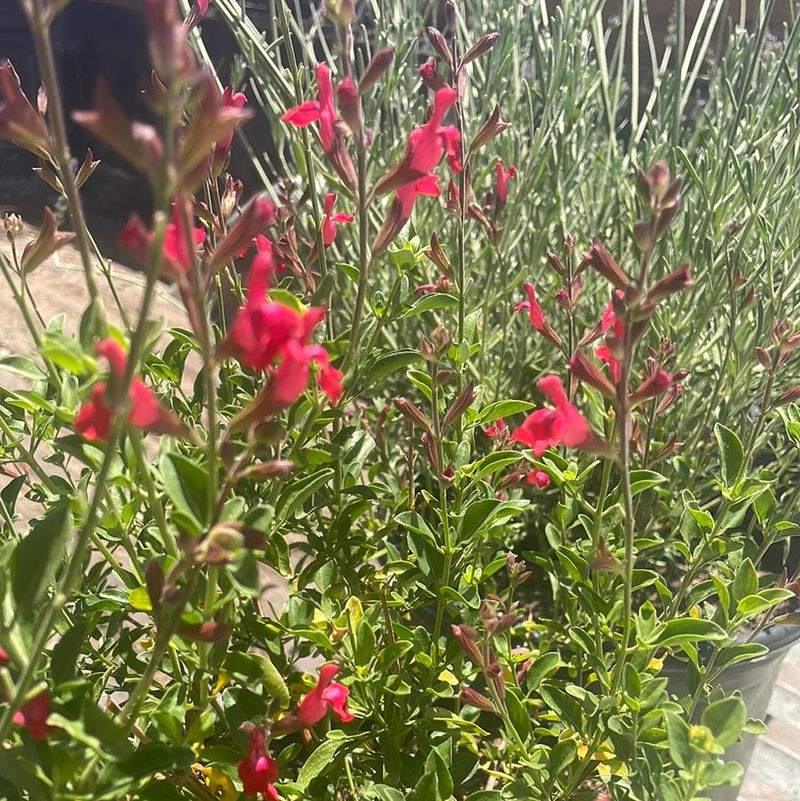Autumn Sage Benefits From Light Pruning