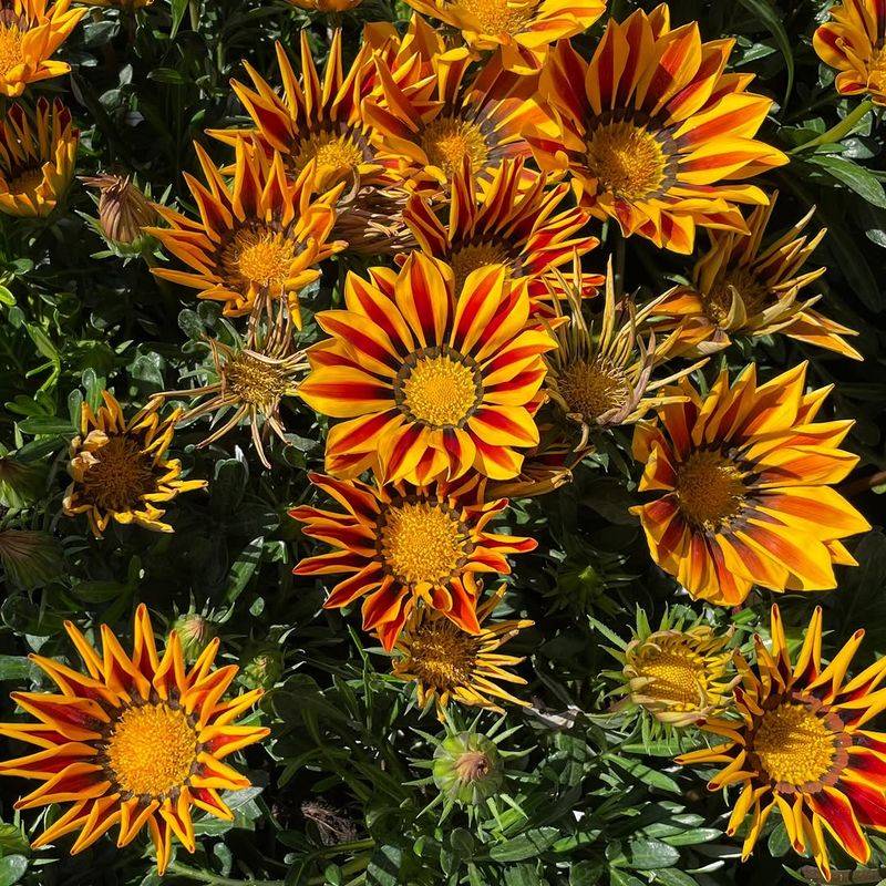 Gazania Opens Bold Blooms In Full Sun