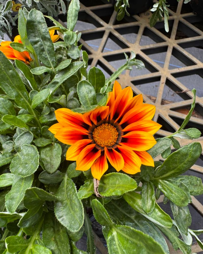 Gazania Opens Bright Blooms In Blazing Sun
