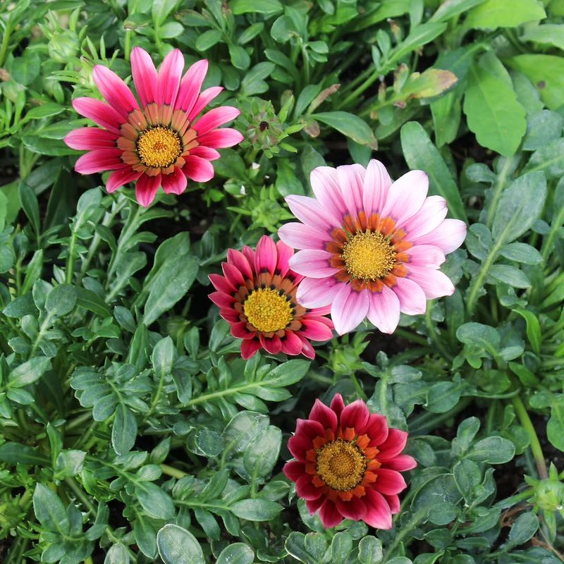 Gazania Shines In Full Sun With Very Little Fuss