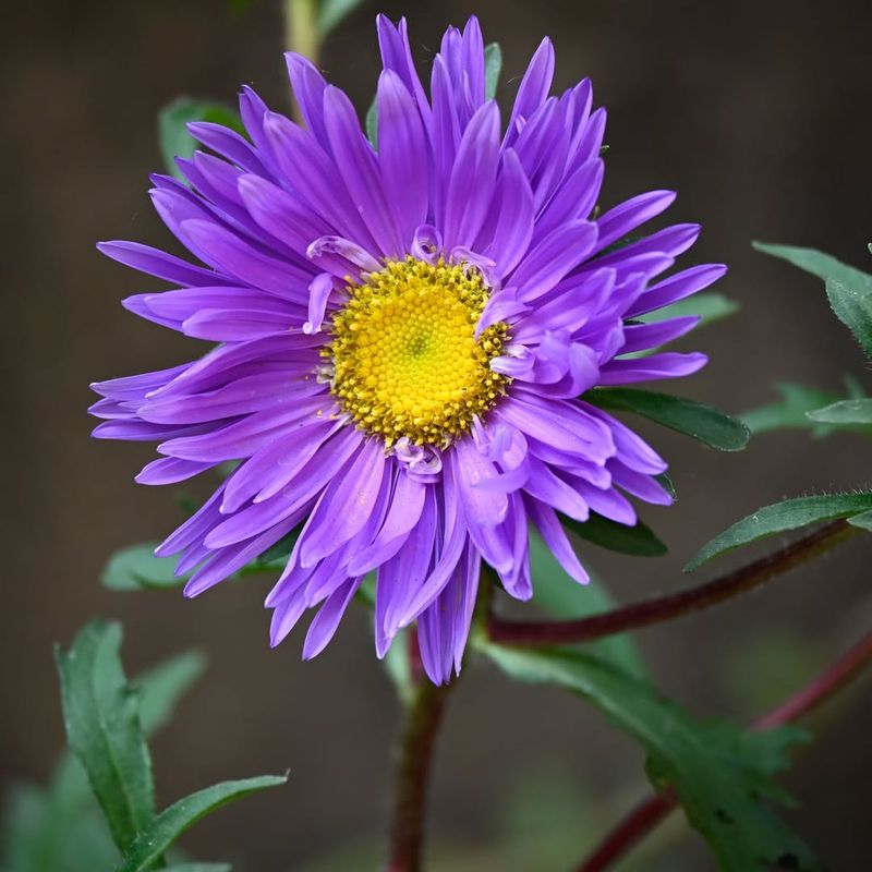 Georgia Aster Brightens Borders Late In The Season