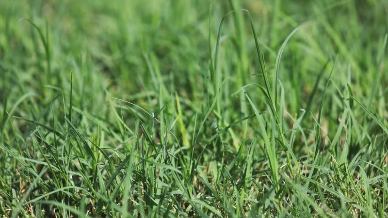 Georgia Heat Causes Grass To Grow Faster In May
