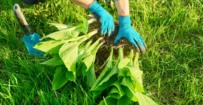 plants (featured image)