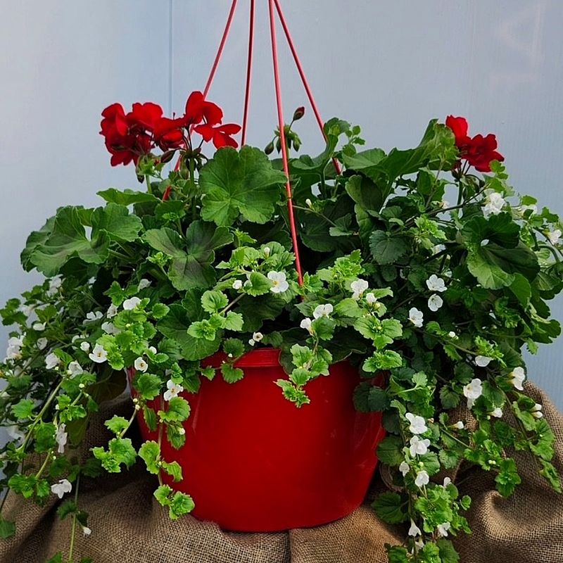 Geranium + Bacopa Geranium + Bacopa