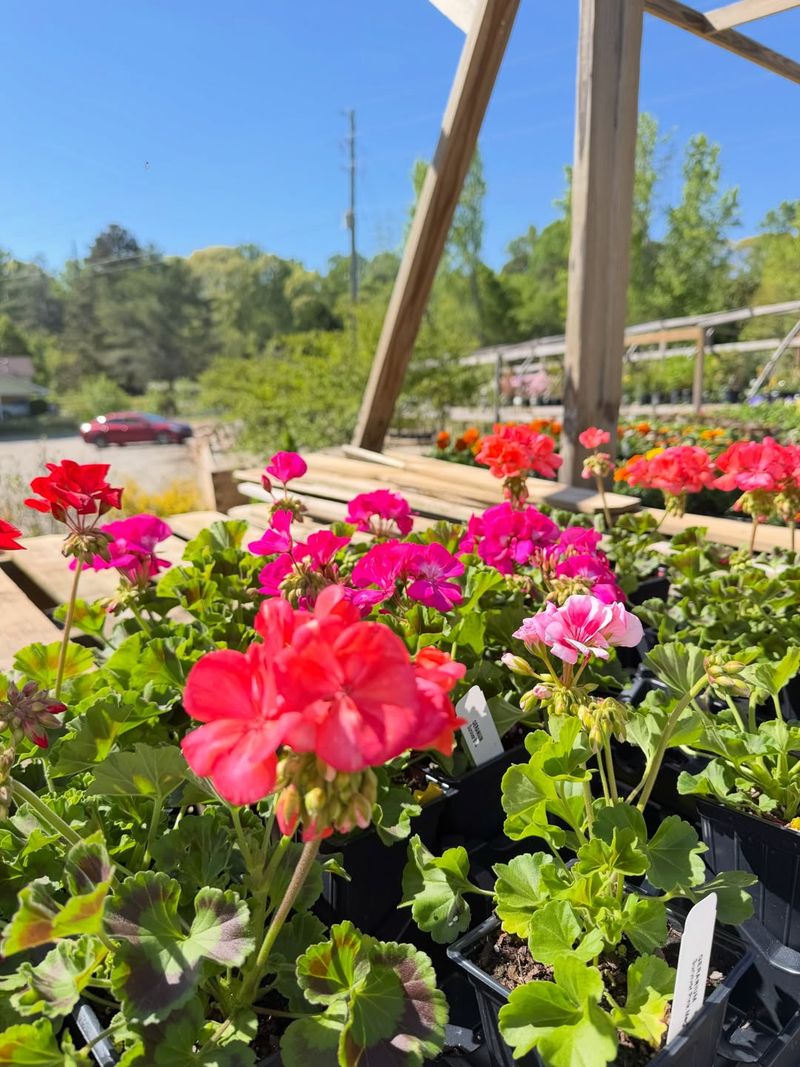 Geraniums Add Long Lasting Color Near Entry Areas