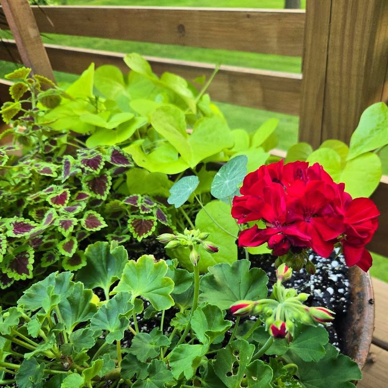 Geraniums And Sweet Potato Vine Geraniums And Sweet Potato Vine