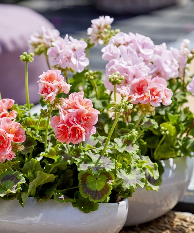 Geraniums Finally Take Off Once The Weather Settles