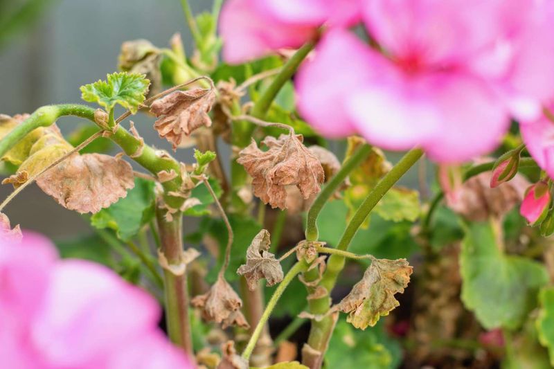 Geraniums Stop Looking Fresh Once Nights Stay Hot