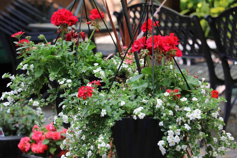 Geraniums & Sweet Alyssum Geraniums & Sweet Alyssum