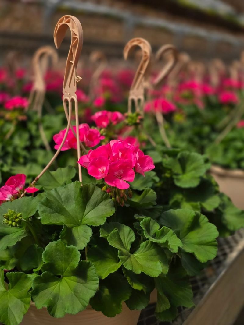 Geraniums Thrive In Containers Once Nights Warm Up