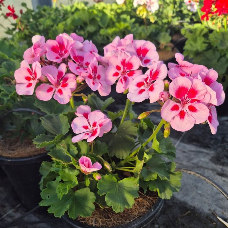 Geraniums 