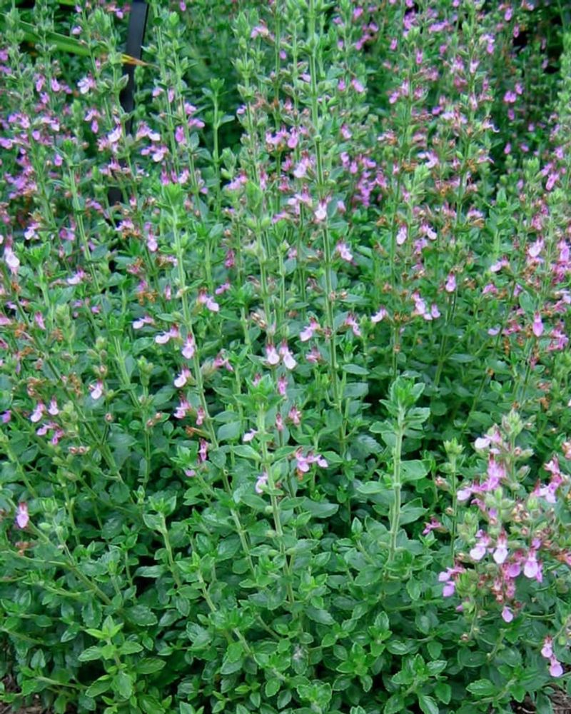 Germander Makes A Tidy Herbal Border By The Door