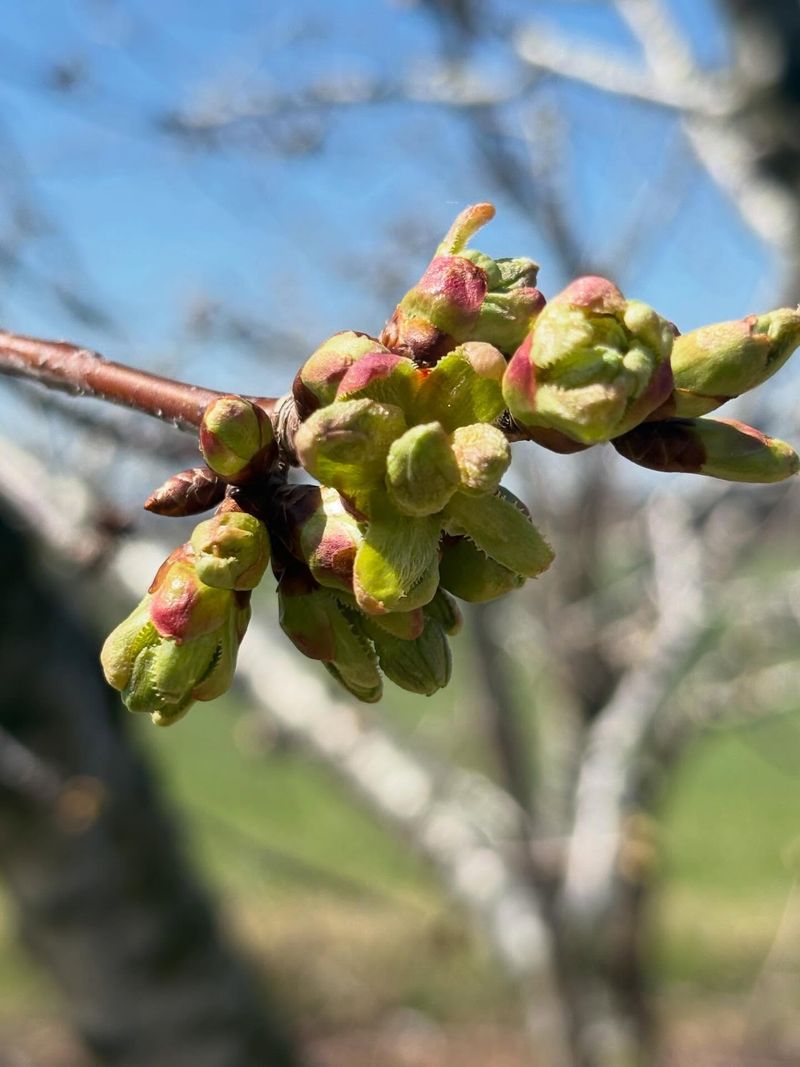 Get Cherries In Before Bud Break