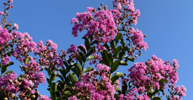 Get More Blooms From Your Maryland Crape Myrtle By Avoiding These 8 Pruning Mistakes
