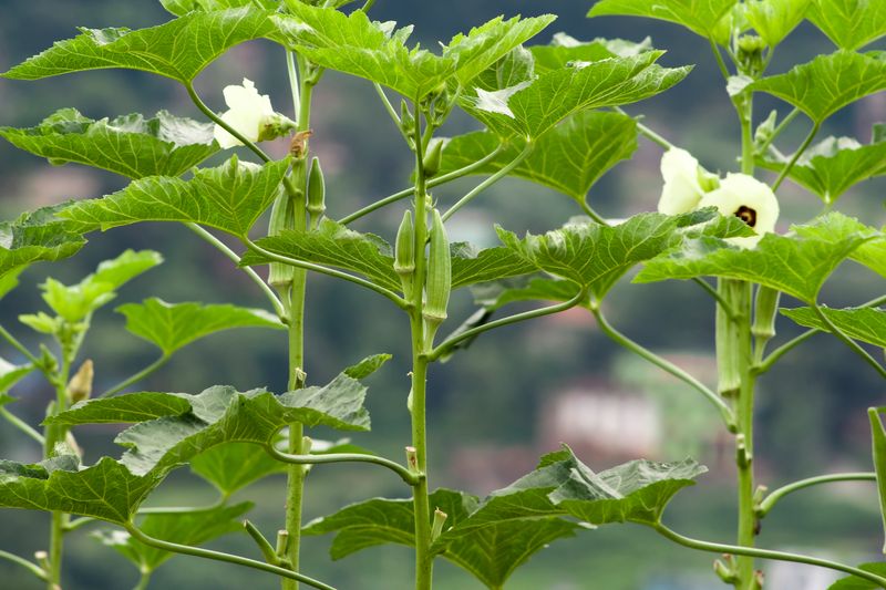 Get Okra In Now Before The Heat Gets Harsher