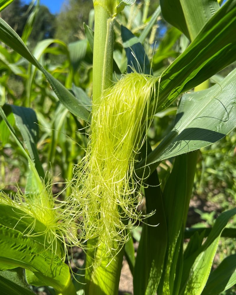 Get Sweet Corn In Before May Slips Away