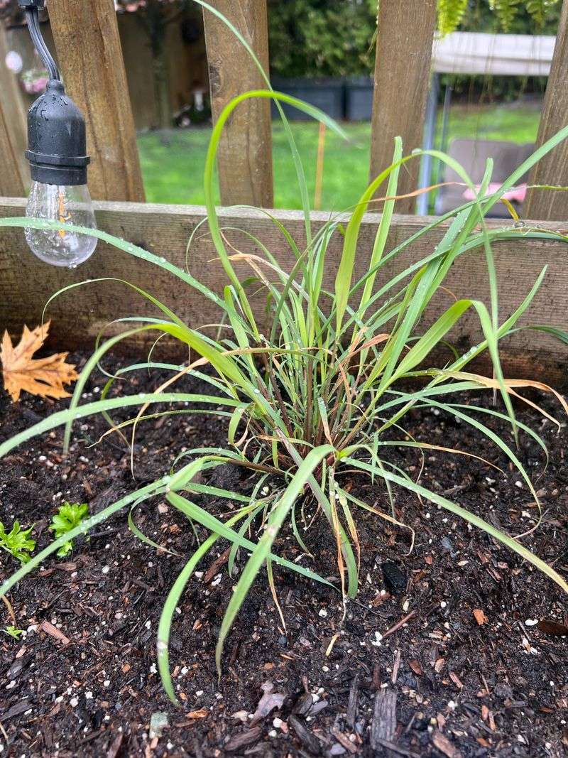 Get Your Lemongrass Growing Before The Season Starts