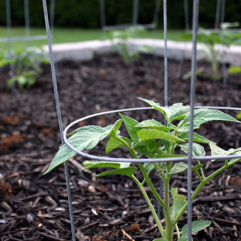 Get Your Plant Supports In Place Now Get Your Plant Supports In Place Now