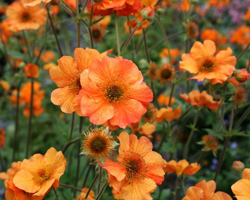 Geum Includes Both Native And Garden Hybrid Types
