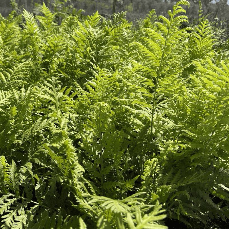 Giant Chain Fern Needs Sheltered Spots