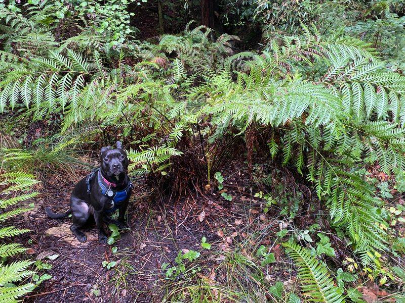 Giant Chain Fern