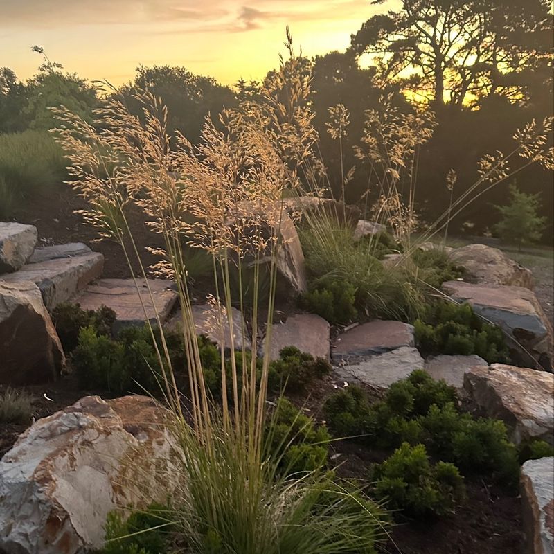 Giant Feather Grass
