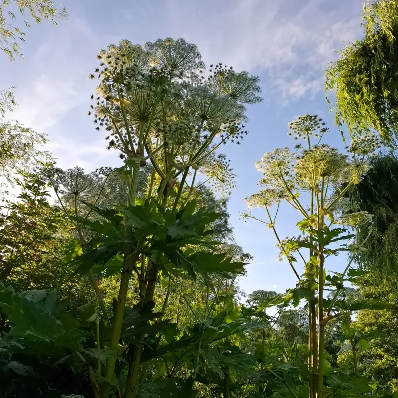 Giant Hogweed