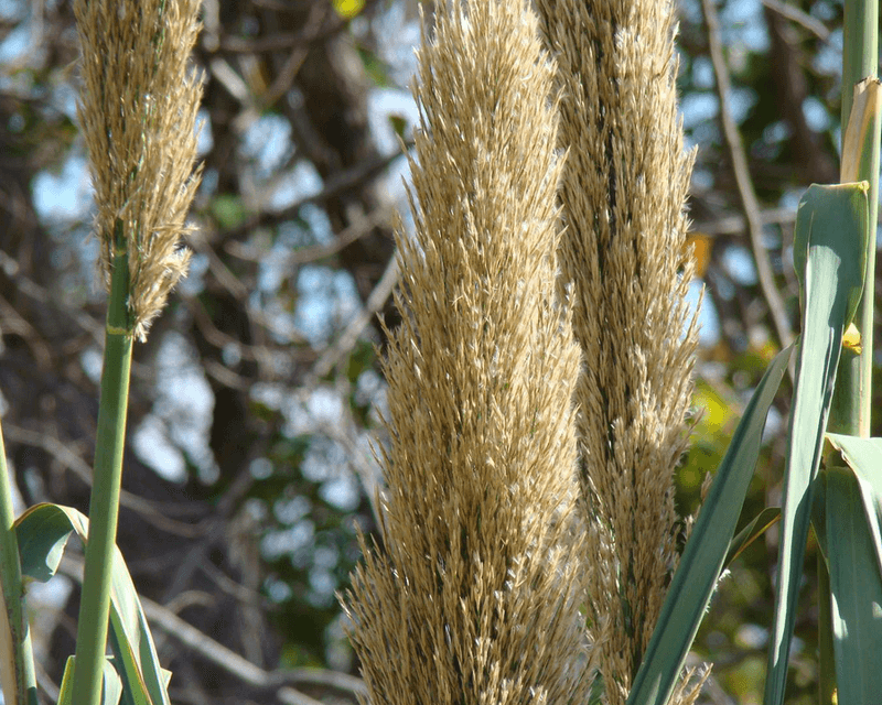 Giant Reed Can Turn Waterways Into A Wall Giant Reed Can Turn Waterways Into A Wall