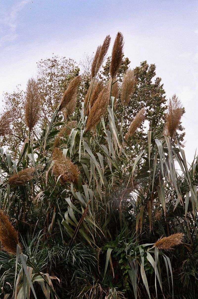 Giant Reed Spreads Aggressively Near Ditches And Washes Giant Reed Spreads Aggressively Near Ditches And Washes