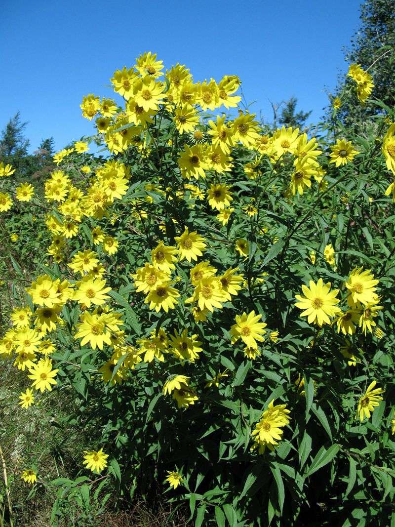 Giant Sunflower (Helianthus giganteus) Needs More Room Than Most Gardeners Expect