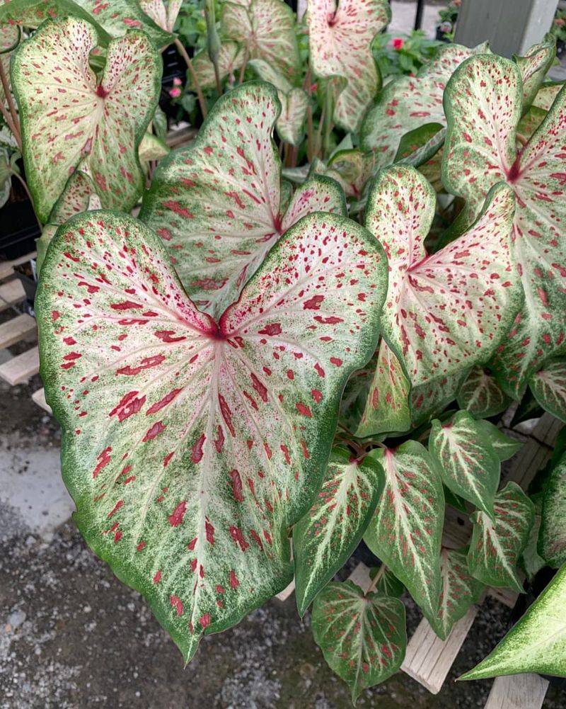 Gingerland Caladium (Caladium Bicolor)