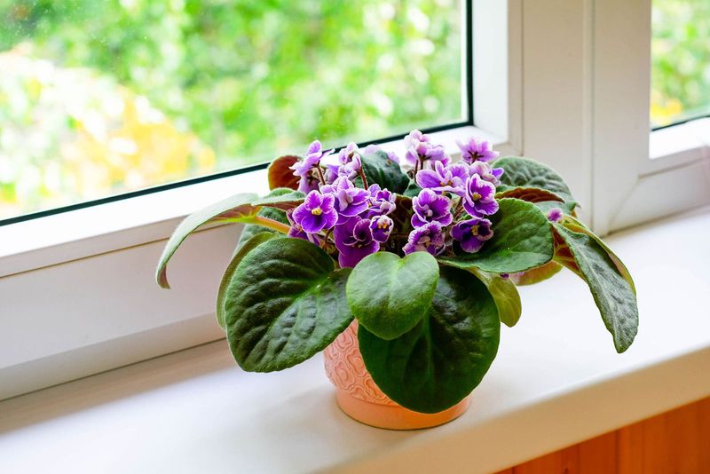 Give African Violets Bright Indirect Light