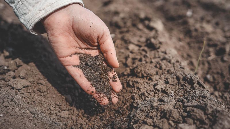 Give Allium Bulbs Loose Soil That Drains Fast